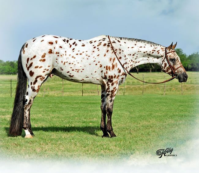 Stock Horse Stallion, Bay Appaloosa